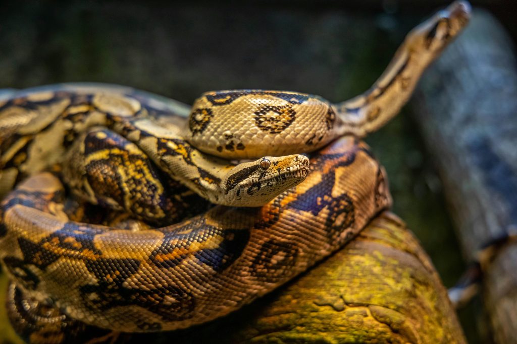 Ask the Breeder: 5 Essential Questions to Ask Before Purchasing Your New Snake