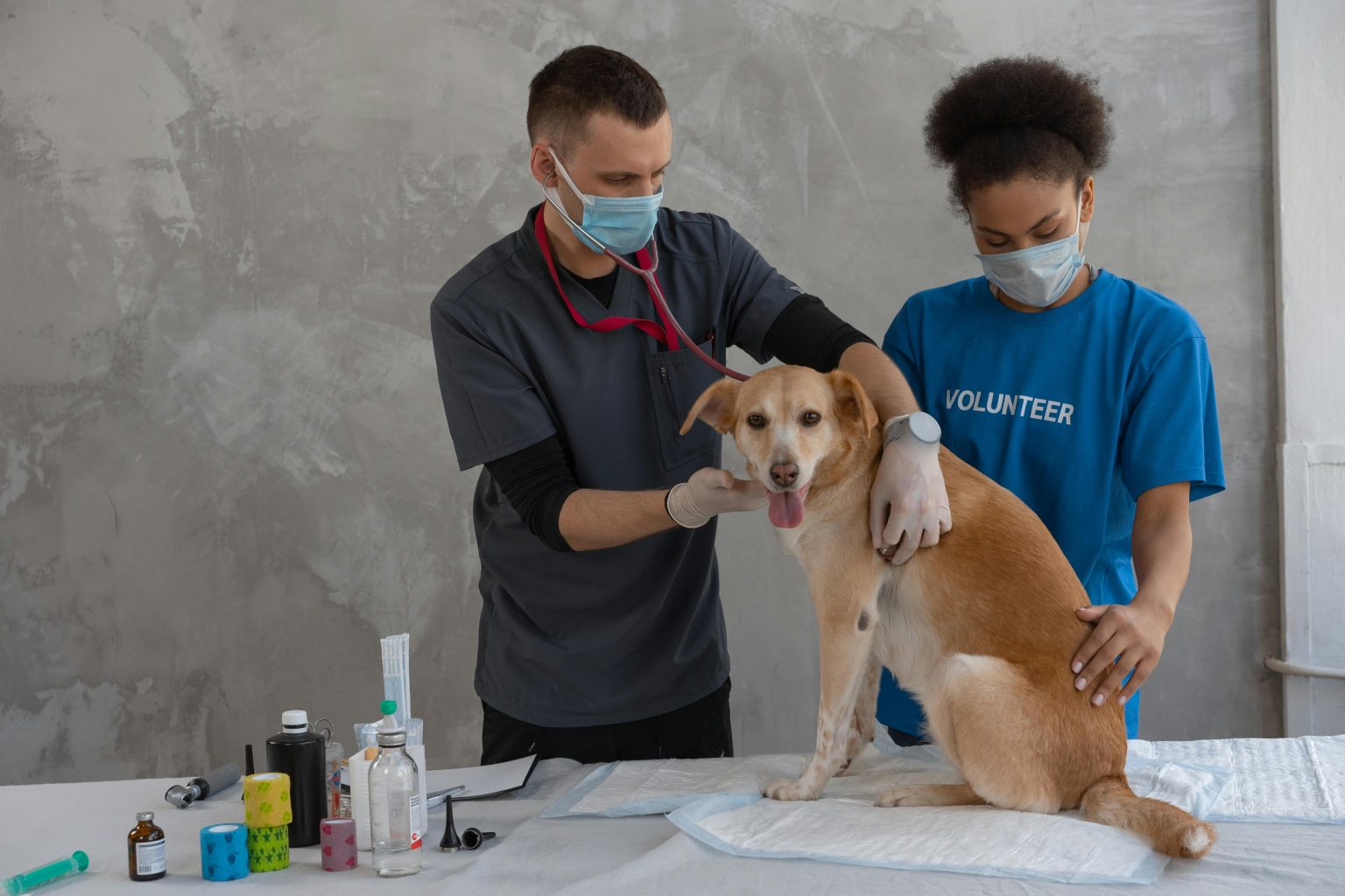 Low-Cost Pet Vaccines and Responsible Preventive Care