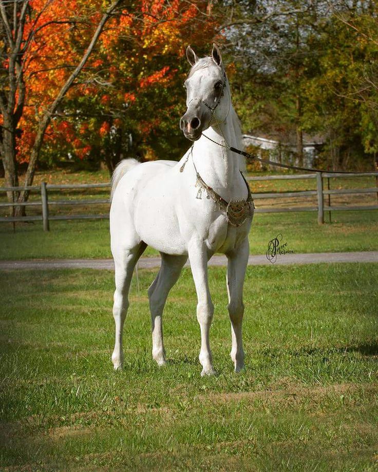 Arabian Horses: Beauty, Bloodlines, and the Art of Arabian Horse Breeding
